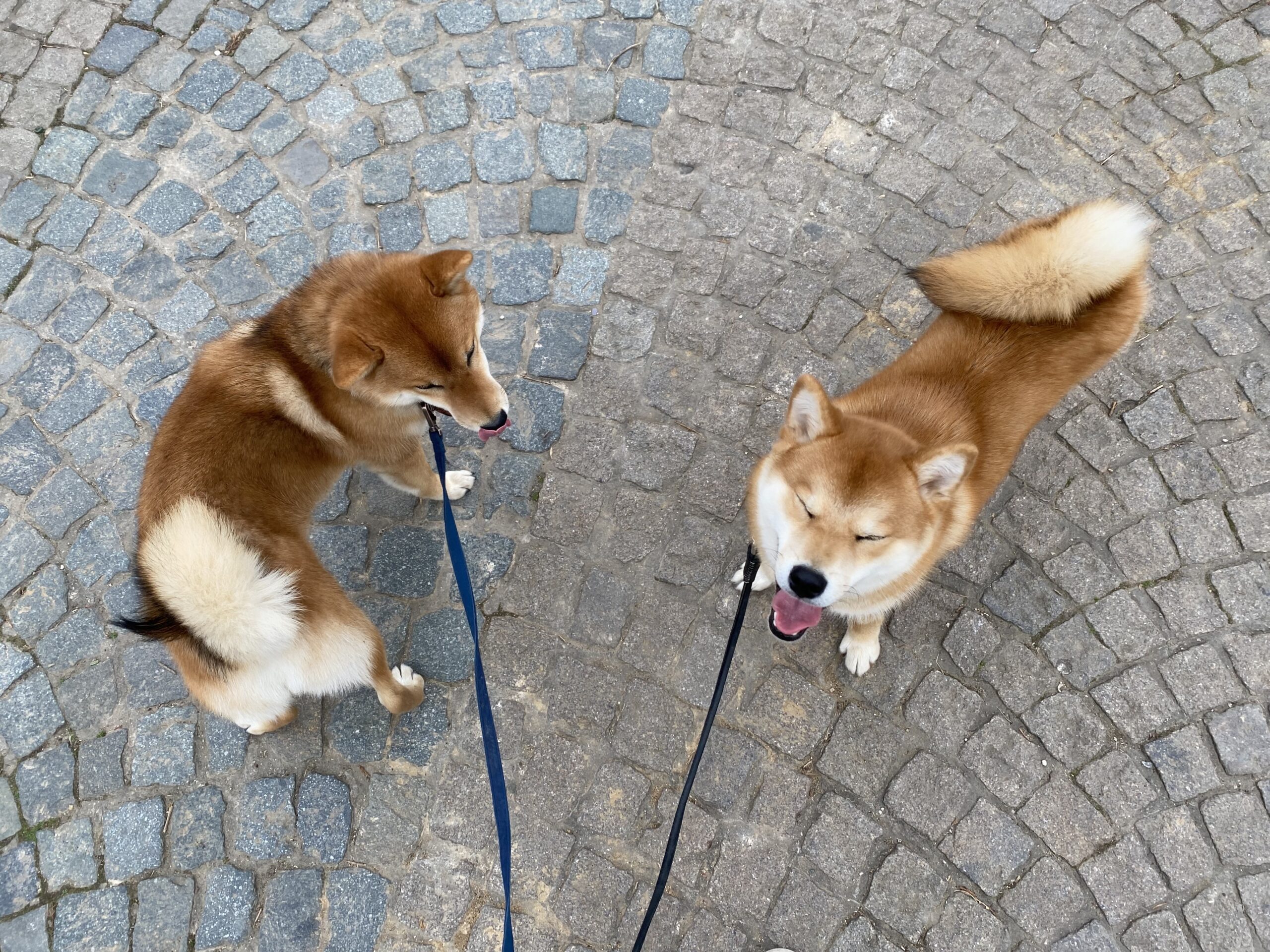 deux chiens en laisse à Paris