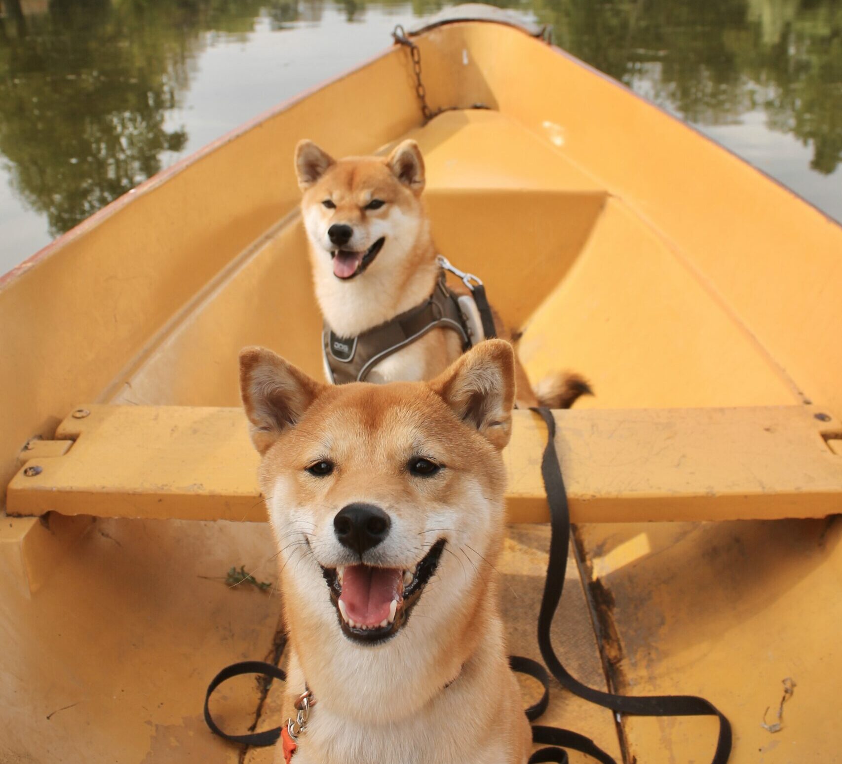 chiens sur une barque au bois de boulogne